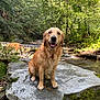 Uby participe au concours pour gagner de l'argent avec cette photo : dog, golden_retriever, rock, moss, creek, stream, forest, trees, water, outdoor, nature, animal, pet, happy, wet_fur, sunlight, greenery, smiling, canine, background_dog