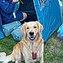 dog, golden_retriever, camping, tent, man, outdoor, grass, nature, pet, happy, smiling, leisure, recreation, summer, casual, equipment, backpack, hiking, adventure, vacation