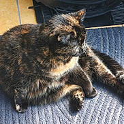 Luna a rejoint le concours — aidez-le/la à gagner de superbes lots ! cat, tortoiseshell, indoor, blue_rug, sunlight, feline, pet, fur, relaxed, animal, cozy, floor, whiskers, paw, tail, home, resting, cute, mammal, domestic