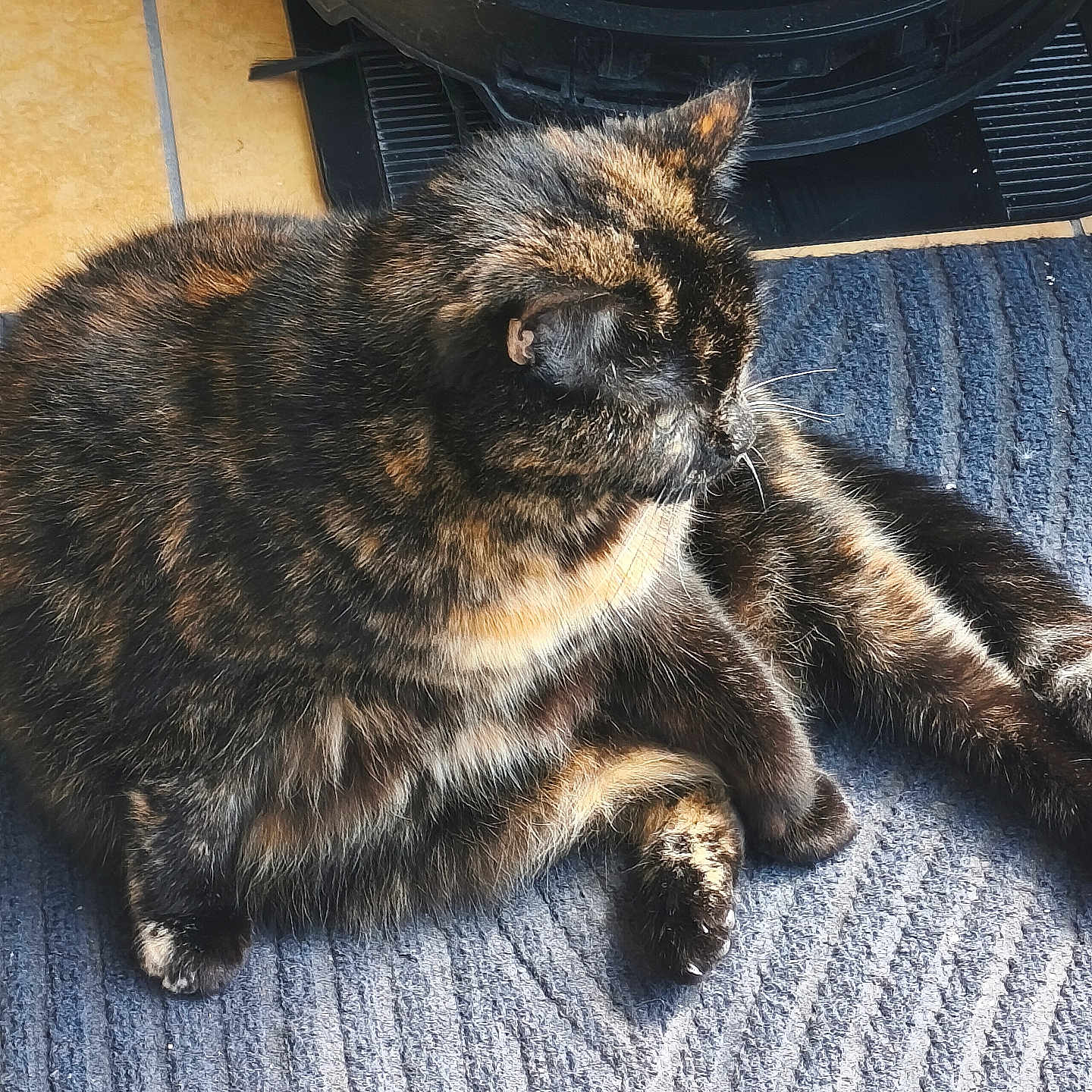 Luna a rejoint le concours — aidez-le/la à gagner de superbes lots ! cat, tortoiseshell, indoor, blue_rug, sunlight, feline, pet, fur, relaxed, animal, cozy, floor, whiskers, paw, tail, home, resting, cute, mammal, domestic
