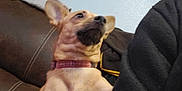 Popeye is registered to the contest to win money with this photo: dog, couch, blanket, collar, indoor, wall, painting, family_photos, person_partial, brown_furniture, crocheted_blanket, curious_expression, light_blue_wall, seated, pet, domestic, living_room, textile, home_decor, casual