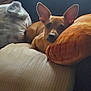 dog, couch, pillows, blanket, window_blinds, indoor, relaxing, small_dog, cozy, furniture, brown_dog, striped_pillow, orange_pillow, soft_lighting, pet, ears, resting, domestic, home, comfort