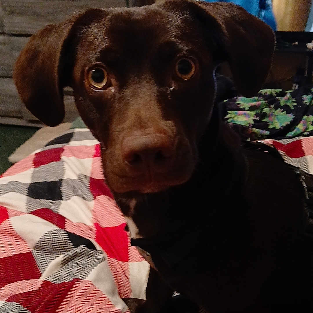 Potatoe joined the competition — help win amazing prizes! animal, blanket, canine, computerhardware, cup, dog, electronics, furniture, hardware, homedecor, hound, labradorretriever, lamp, linen, monitor, person, pet, pointer, puppy, screen