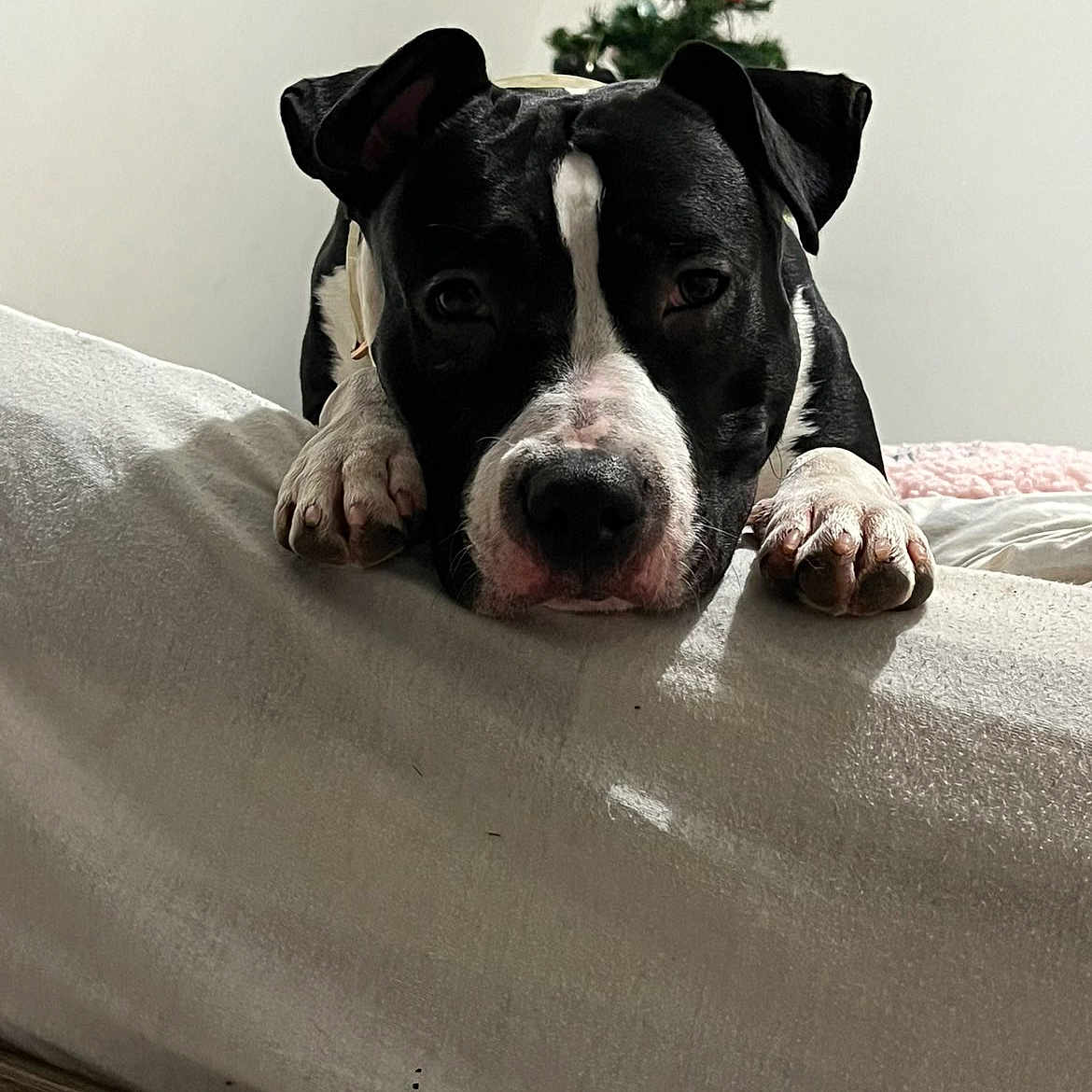 Athéna participe au concours pour gagner de l'argent avec cette photo : animal, bed, black_and_white, blanket, christmas_tree, cozy, cute, decor, dog, ears, fur, holiday, home, indoor, muzzle, paws, pet, relaxed, resting, wood_floor