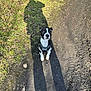 dog, black_and_white, sitting, shadow, outdoor, path, grass, sunlight, nature, leaves, pet, canine, harness, obedient, daylight, ground, animal, walking, shadow_of_person, earth