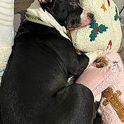 Athéna a rejoint le concours — aidez-le/la à gagner de superbes lots ! dog, sleeping, black_and_white, bed, pillow, blanket, cozy, resting, indoors, holiday_theme, gingerbread_man, holly, cute, pet, relaxed, fur, collar, paw, animal, comfort