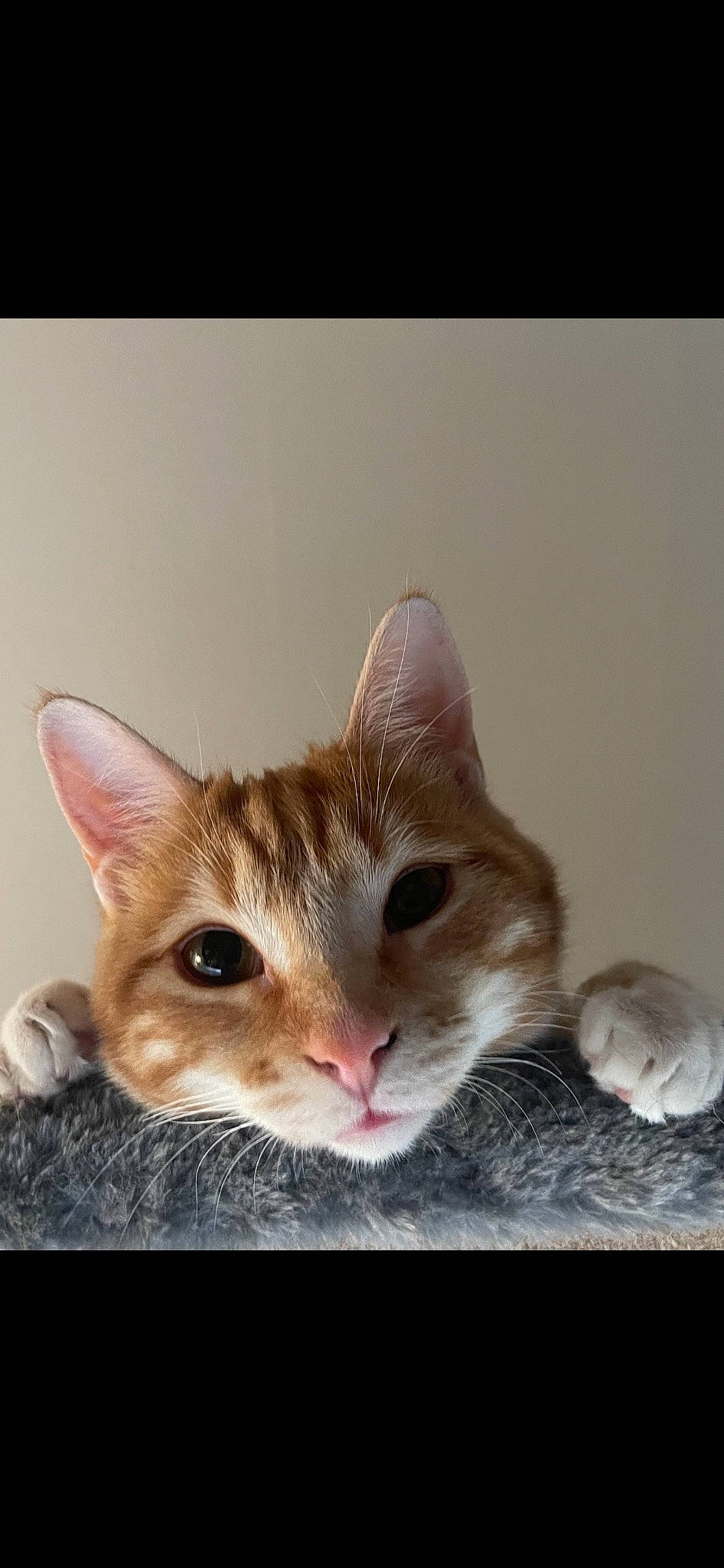 Gidget joined the competition — help win amazing prizes! carnivore, cat, comfort, domestic_short_haired_cat, ear, eye, fawn, felidae, fur, paw, small_to_medium_sized_cats, whiskers