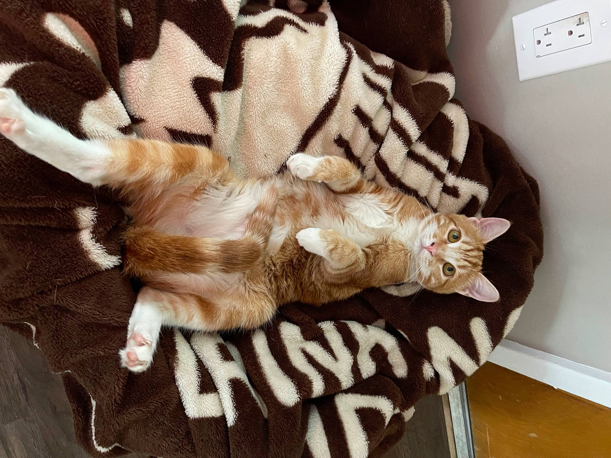 Gidget joined the competition — help win amazing prizes! comfort, companion_dog, dog_breed, fawn, felidae, font, fur, fur_clothing, gesture, hide, human_leg, linens, pattern, paw, sleeve, small_to_medium_sized_cats, tail, textile, whiskers, wood