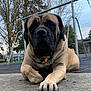 dog, large_dog, mastiff, park, playground, swing_set, outdoor, concrete, trees, leaves, pet, animal, resting, pavement, collar, tag, close_up, paw, nature, daytime