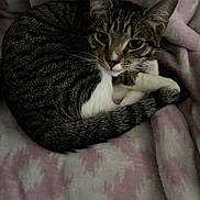 Lily joined the competition — help win amazing prizes! cat, tabby, pet, animal, fur, whiskers, ears, tail, blanket, cozy, cute, sleeping, resting, domestic, feline, soft, pink, white, closeup, indoor