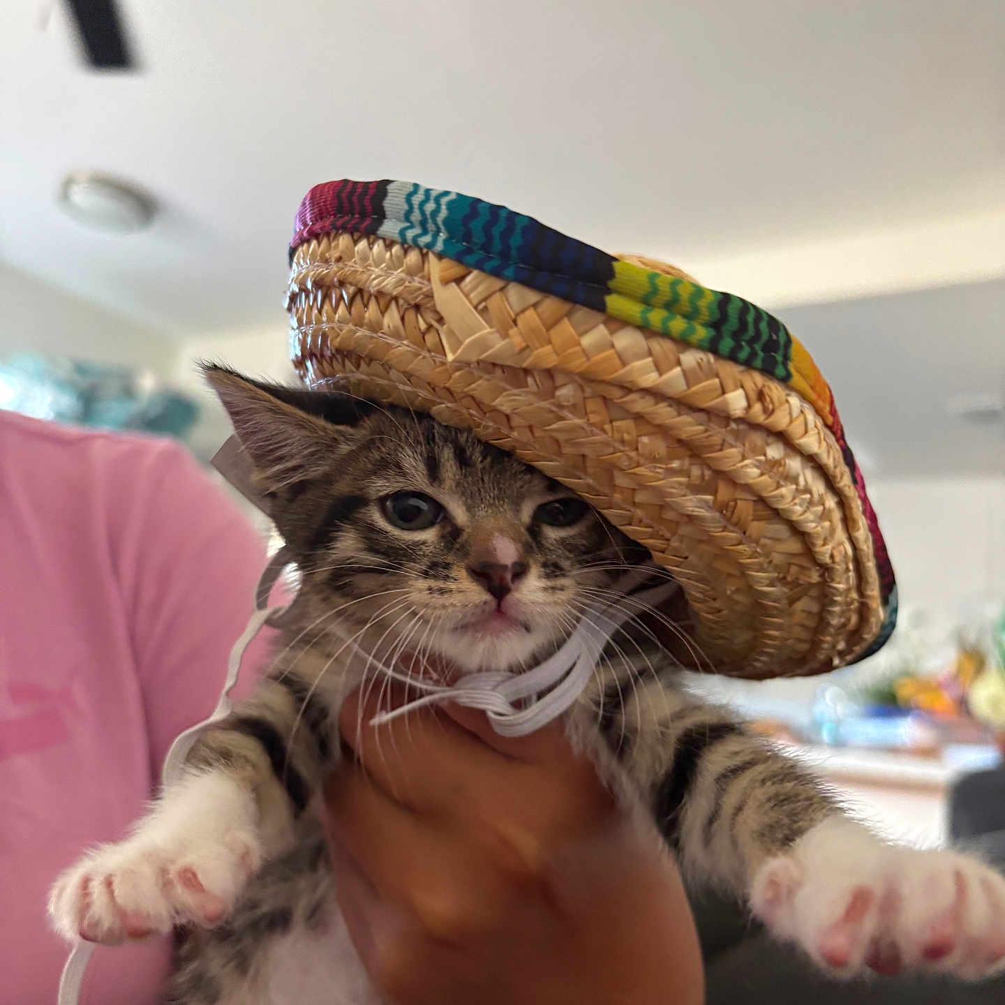 Lily joined the competition — help win amazing prizes! kitten, cat, tabby, sombrero, hat, indoor, person_hand, pink_shirt, ceiling_fan, living_room, cute, pet, animal, whiskers, feline, domestic_cat, closeup, portrait, striped, paws