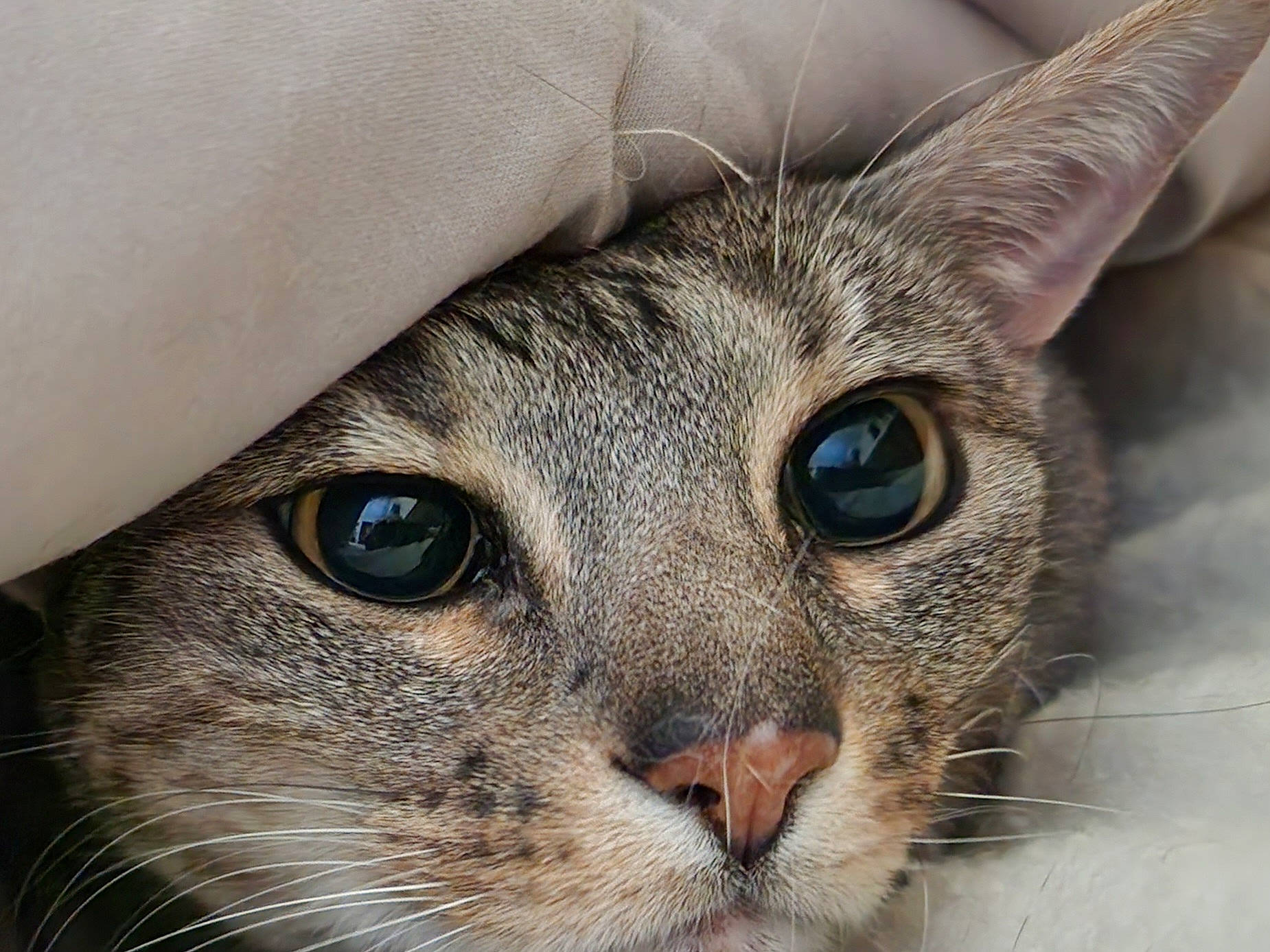 Ruby is registered to the contest to win money with this photo: carnivore, cat, close_up, curious, domestic_short_haired_cat, ear, eye, eyelash, fawn, felidae, fur, hair, head, human_body, iris, small_to_medium_sized_cats, snout, terrestrial_animal, whiskers, wildlife