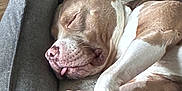 Aïko a rejoint le concours — aidez-le/la à gagner de superbes lots ! dog, sleeping, pet_bed, tongue_out, paw, toy, cozy, relaxed, brown_and_white, indoor, canine, napping, close_up, resting, animal, furry, cute, domestic_animal, quiet, peaceful
