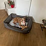 Aïko a rejoint le concours — aidez-le/la à gagner de superbes lots ! dog, dog_bed, plush_toy, wooden_floor, radiator, plant, candle, cabinet, pet_food_bowl, pet_bowl_stand, indoor, brown_dog, white_dog, relaxed, pet, home_interior, flooring, toy, furniture, cozy