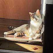 Cardi joined the competition — help win amazing prizes! animal, cat, cozy, curious, domestic_cat, doorway, feline, head_tilt, home, indoor, looking, natural_light, pet, relaxed, resting, striped_fur, sunlight, tabby_cat, white_paws, wood_floor