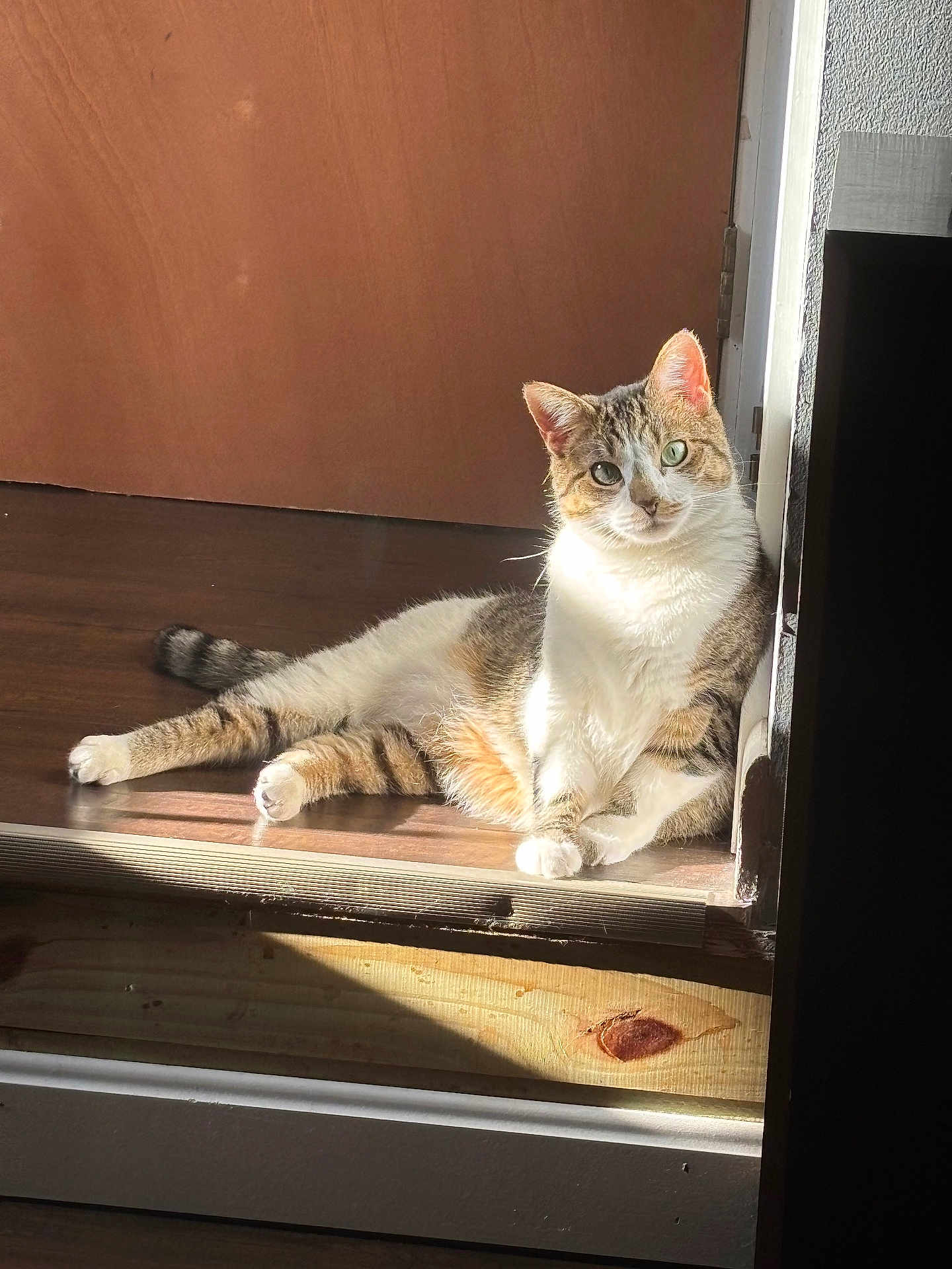 Cardi joined the competition — help win amazing prizes! animal, cat, cozy, curious, domestic_cat, doorway, feline, head_tilt, home, indoor, looking, natural_light, pet, relaxed, resting, striped_fur, sunlight, tabby_cat, white_paws, wood_floor