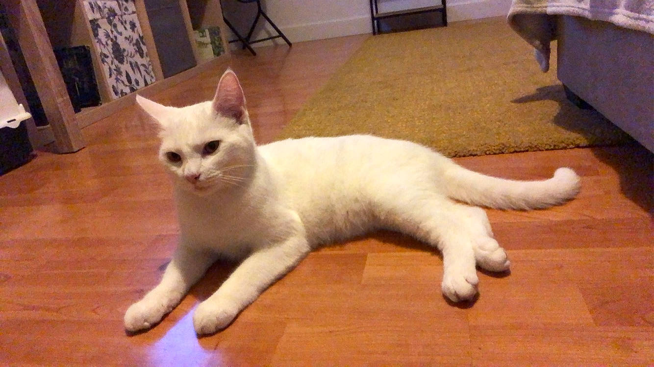 Bucky a rejoint le concours — aidez-le/la à gagner de superbes lots ! arabian_mau, asian, balinese, burmilla, carnivore, cat, colorpoint_shorthair, domestic_short_haired_cat, felidae, javanese, khao_manee, kitten, mammal, paw, small_to_medium_sized_cats, tail, thai, turkish_angora, vertebrate, whiskers