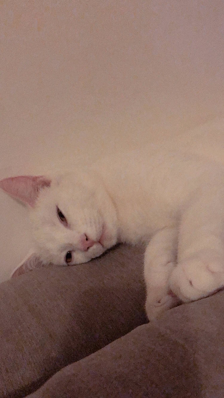 Bucky a rejoint le concours — aidez-le/la à gagner de superbes lots ! burmilla, carnivore, cat, fawn, felidae, khao_manee, kitten, paw, skin, small_to_medium_sized_cats, turkish_angora, turkish_van, whiskers