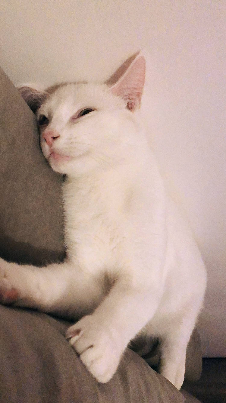 Bucky a rejoint le concours — aidez-le/la à gagner de superbes lots ! aegean_cat, asian, burmilla, carnivore, cat, domestic_short_haired_cat, felidae, japanese_bobtail, javanese, khao_manee, kitten, mammal, small_to_medium_sized_cats, tail, turkish_angora, turkish_van, vertebrate, whiskers