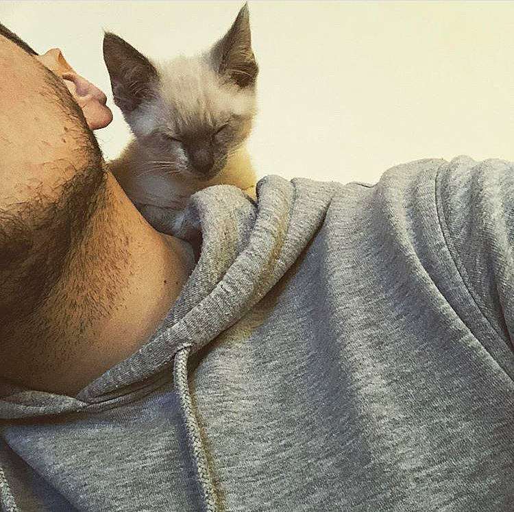 Yoda participe au concours pour gagner de l'argent avec cette photo : asian, balinese, carnivore, cat, ear, fawn, felidae, mammal, neck, peterbald, siamese, small_to_medium_sized_cats, snout, sphynx, thai, tonkinese, whiskers