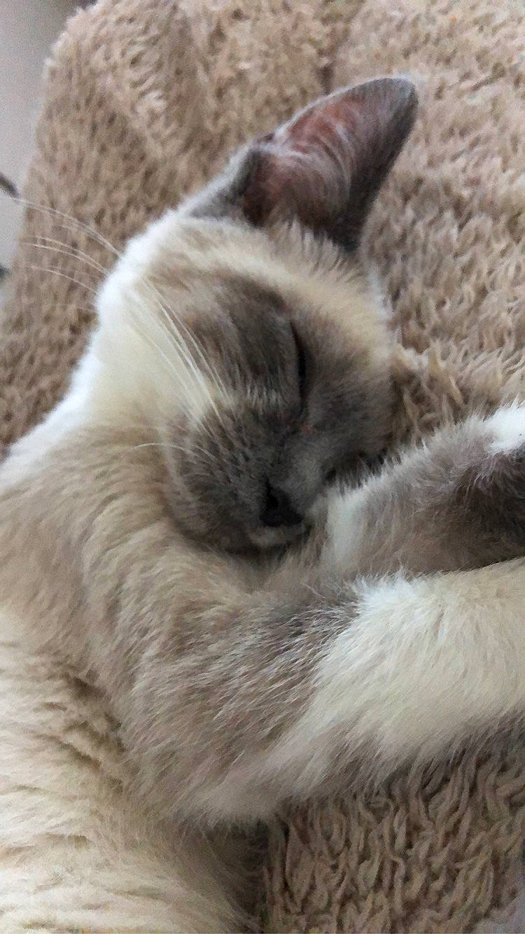 Yoda a rejoint le concours — aidez-le/la à gagner de superbes lots ! balinese, british_shorthair, carnivore, cat, claw, ear, felidae, fur, kitten, nap, nebelung, paw, polydactyl_cat, ragdoll, sleep, small_to_medium_sized_cats, snout, tail, thai, whiskers