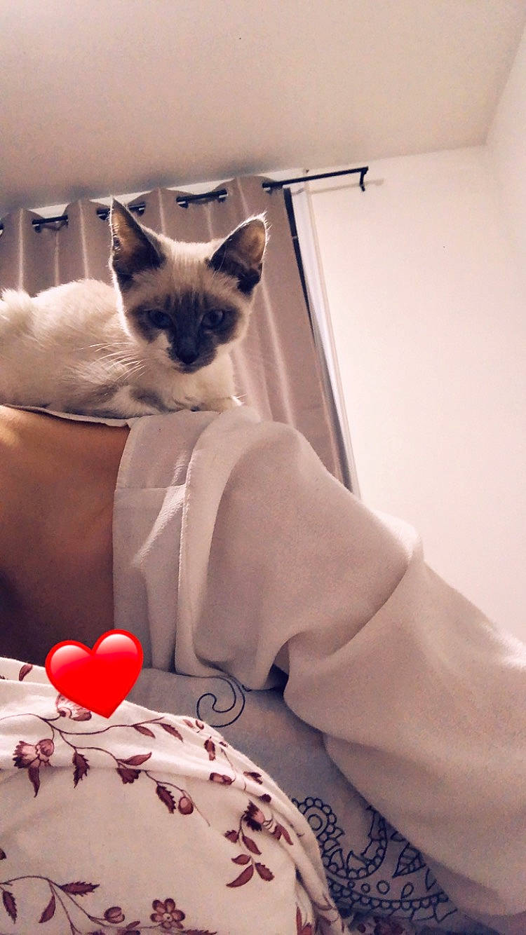 Yoda participe au concours pour gagner de l'argent avec cette photo : asian, balinese, birman, burmese, carnivore, cat, colorpoint_shorthair, fawn, felidae, kitten, mammal, paw, ragdoll, siamese, small_to_medium_sized_cats, snowshoe, thai, tonkinese, whiskers