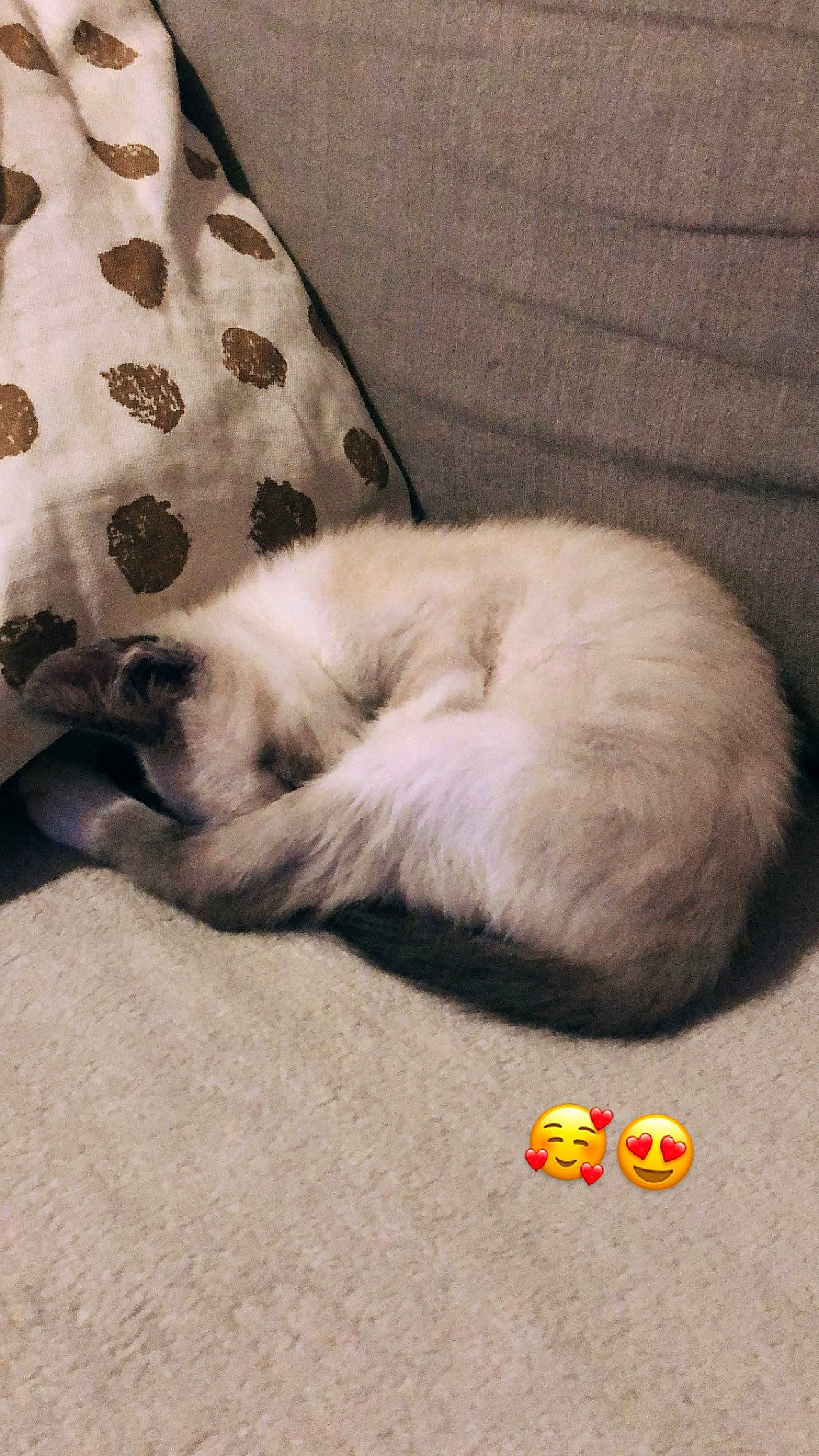 Yoda participe au concours pour gagner de l'argent avec cette photo : canidae, carnivore, cat, dog_breed, fawn, felidae, kitten, nap, paw, puppy, ragdoll, small_to_medium_sized_cats, tail