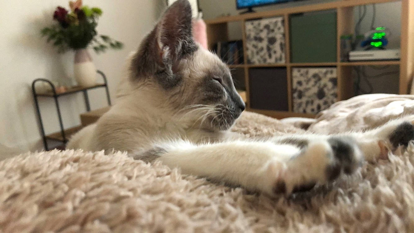 Yoda a rejoint le concours — aidez-le/la à gagner de superbes lots ! asian, balinese, birman, carnivore, cat, fawn, felidae, himalayan, javanese, kitten, mammal, ragdoll, siamese, small_to_medium_sized_cats, snowshoe, thai, tonkinese, vertebrate, whiskers