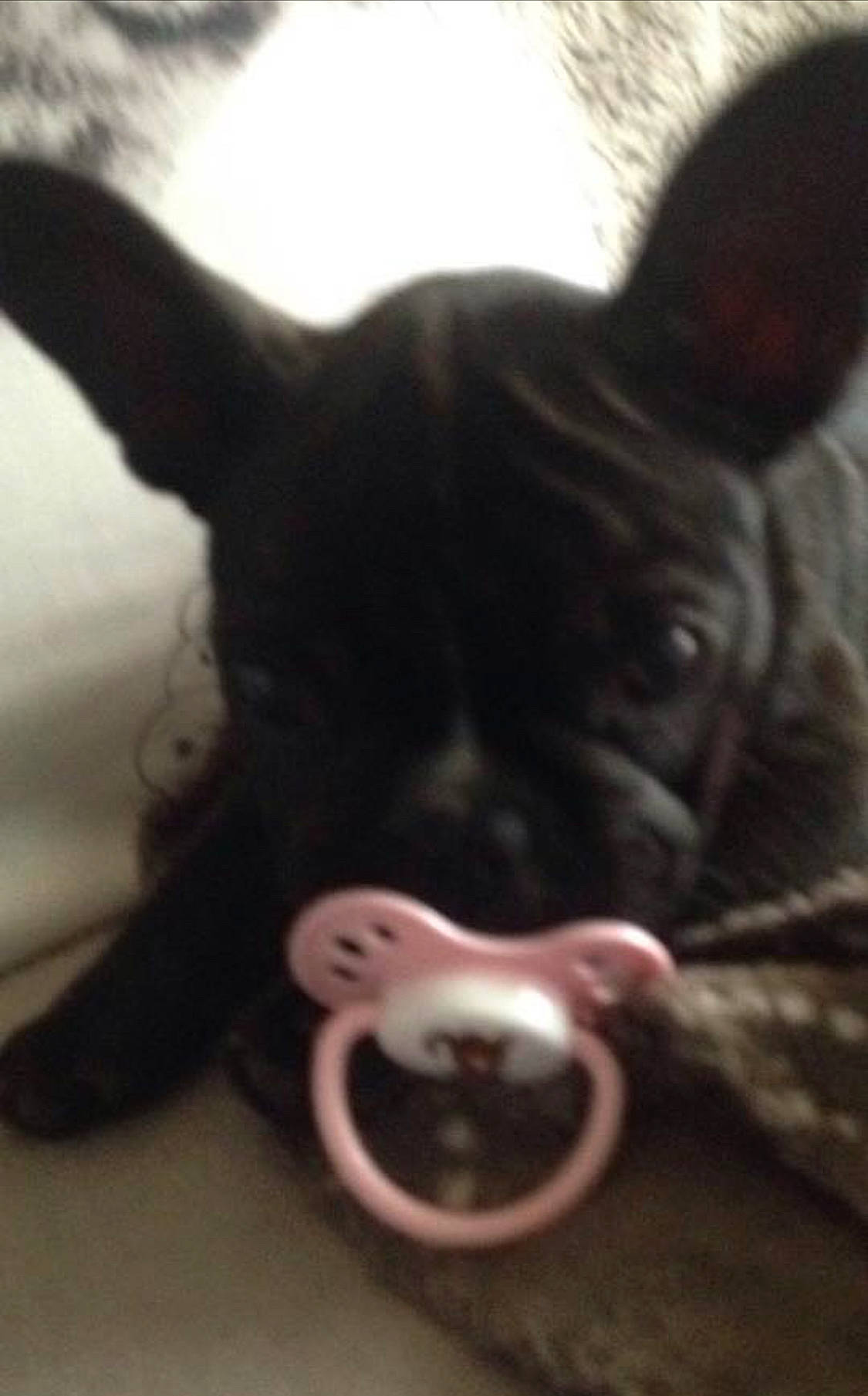 Fauve a rejoint le concours — aidez-le/la à gagner de superbes lots ! boston_terrier, bulldog, canidae, carnivore, companion_dog, dog, dog_breed, ear, fawn, french_bulldog, mammal, non_sporting_group, puppy, snout