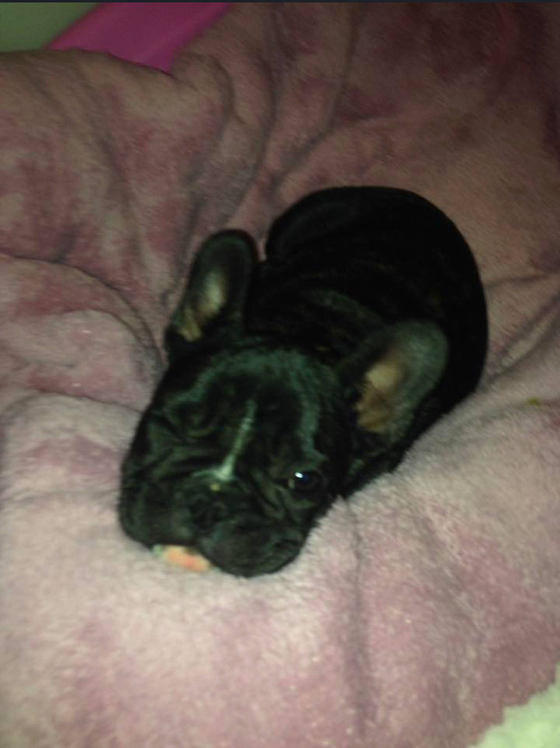 Fauve a rejoint le concours — aidez-le/la à gagner de superbes lots ! bulldog, canidae, carnivore, companion_dog, dog, dog_breed, ear, fawn, french_bulldog, non_sporting_group, puggle, puppy, snout, sporting_group