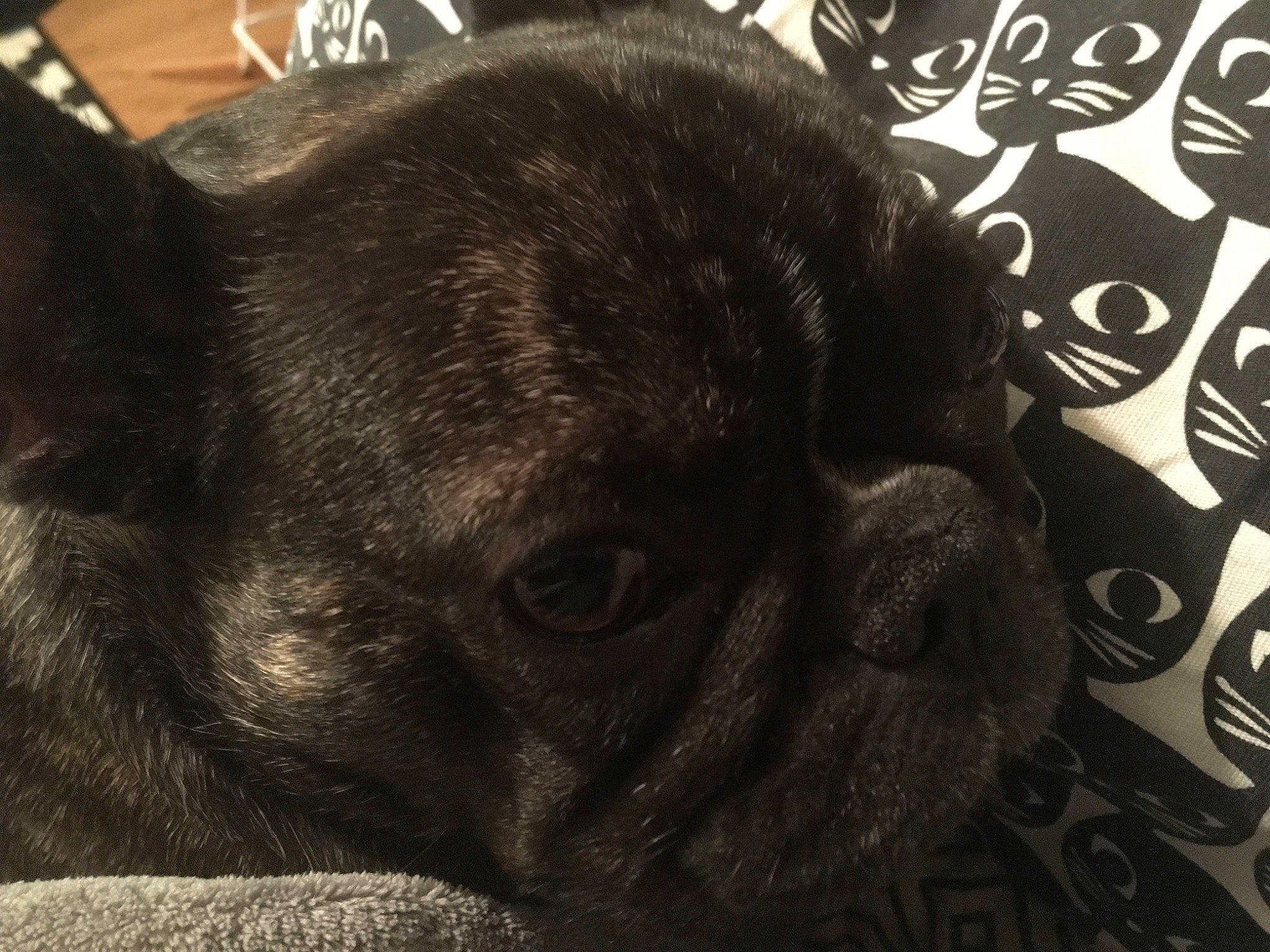 Fauve a rejoint le concours — aidez-le/la à gagner de superbes lots ! bulldog, canidae, carnivore, companion_dog, dog, dog_breed, fawn, french_bulldog, mammal, non_sporting_group, pug, puppy, skin, snout, toy_dog, vertebrate, whiskers