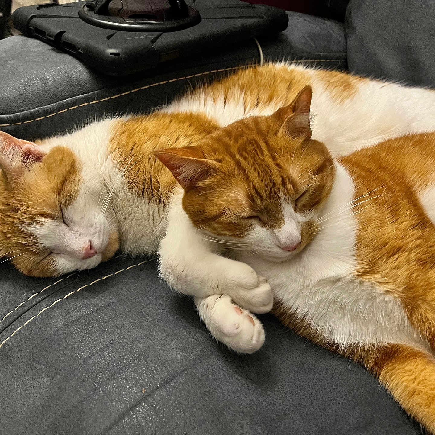 Titi Et Titus participe au concours pour gagner de l'argent avec cette photo : animal, cat, closeup, comfort, couch, cozy, cute, domestic, feline, fur, indoor, leather, nap, orange, pet, quiet, resting, sleeping, two_cats, white