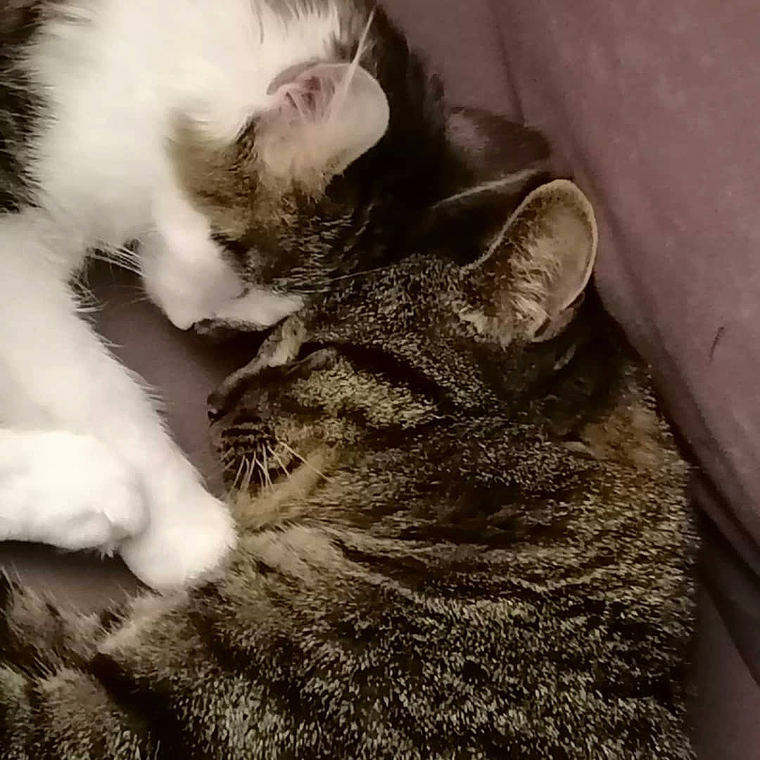 Esty participe au concours pour gagner de l'argent avec cette photo : carnivore, cat, claw, cloud, comfort, domestic_short_haired_cat, ear, felidae, fur, mammal, monochrome, monochrome_photography, nap, paw, sleep, small_to_medium_sized_cats, snout, tail, vertebrate, whiskers