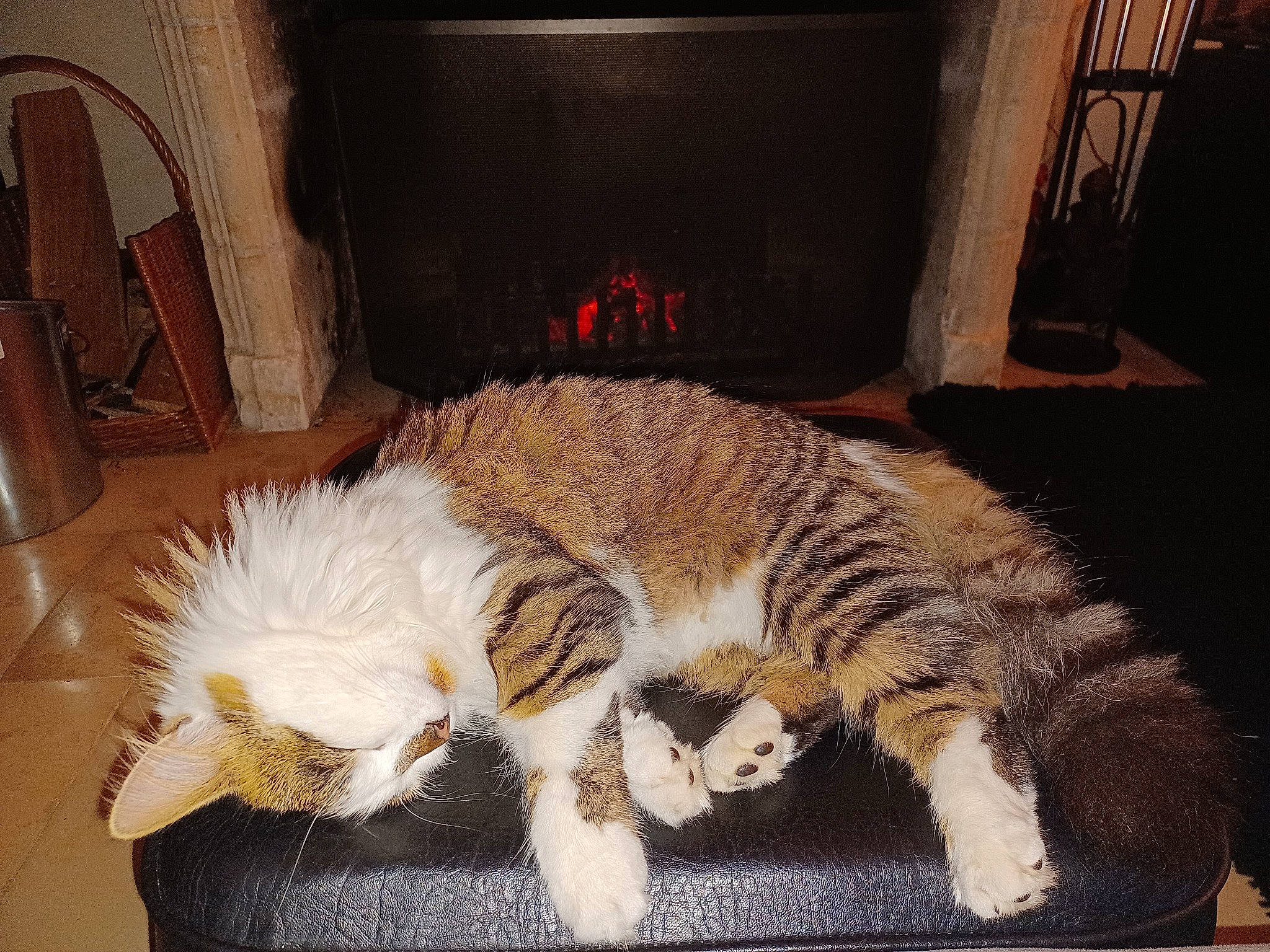 Esty a rejoint le concours — aidez-le/la à gagner de superbes lots ! carnivore, cat, claw, comfort, companion_dog, domestic_short_haired_cat, felidae, flooring, fur, lap, nap, paw, room, sleep, small_to_medium_sized_cats, snout, tail, whiskers, wood