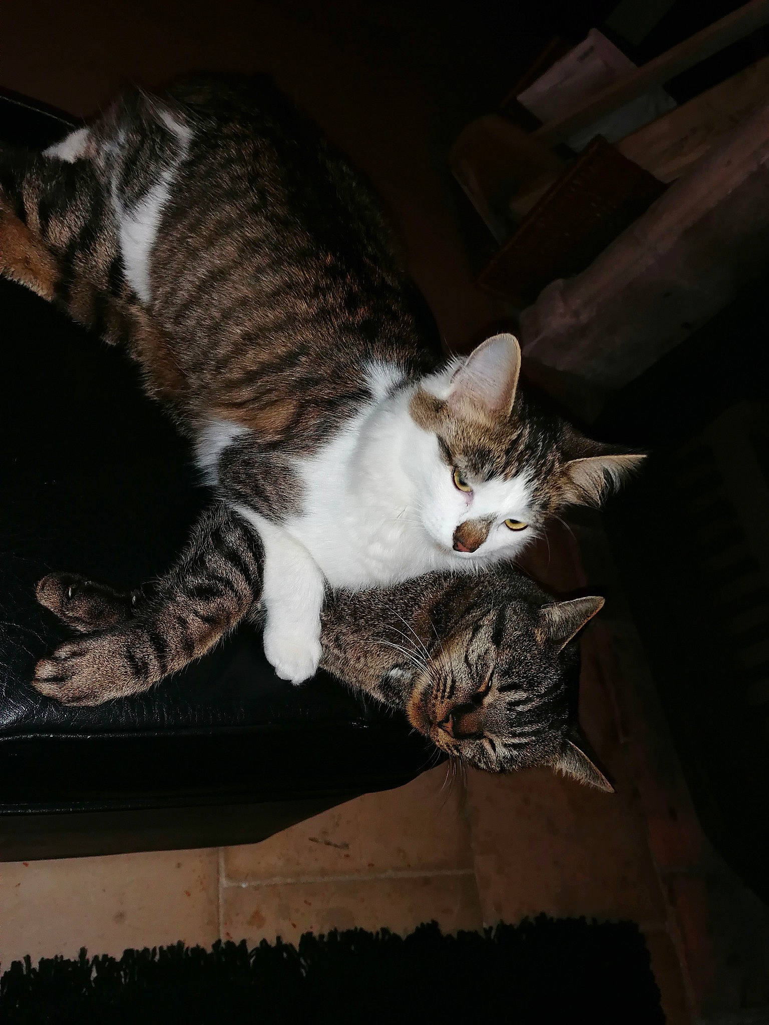 Pitch participe au concours pour gagner de l'argent avec cette photo : carnivore, cat, claw, comfort, darkness, domestic_short_haired_cat, door, felidae, fur, grey, nap, night, paw, sitting, small_to_medium_sized_cats, snout, tail, whiskers, window, wood