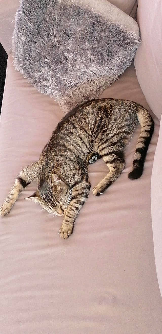 Pitch a rejoint le concours — aidez-le/la à gagner de superbes lots ! carnivore, cat, claw, comfort, domestic_short_haired_cat, felidae, fur, nap, pattern, paw, sleep, small_to_medium_sized_cats, snout, tail, terrestrial_animal, whiskers