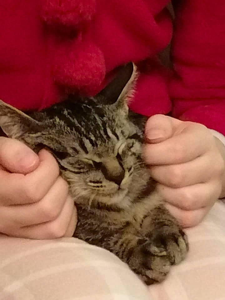 Pitch participe au concours pour gagner de l'argent avec cette photo : carnivore, cat, claw, comfort, domestic_short_haired_cat, ear, felidae, finger, fur, gesture, hand, lap, nail, paw, skin, small_to_medium_sized_cats, snout, terrestrial_animal, thumb, whiskers