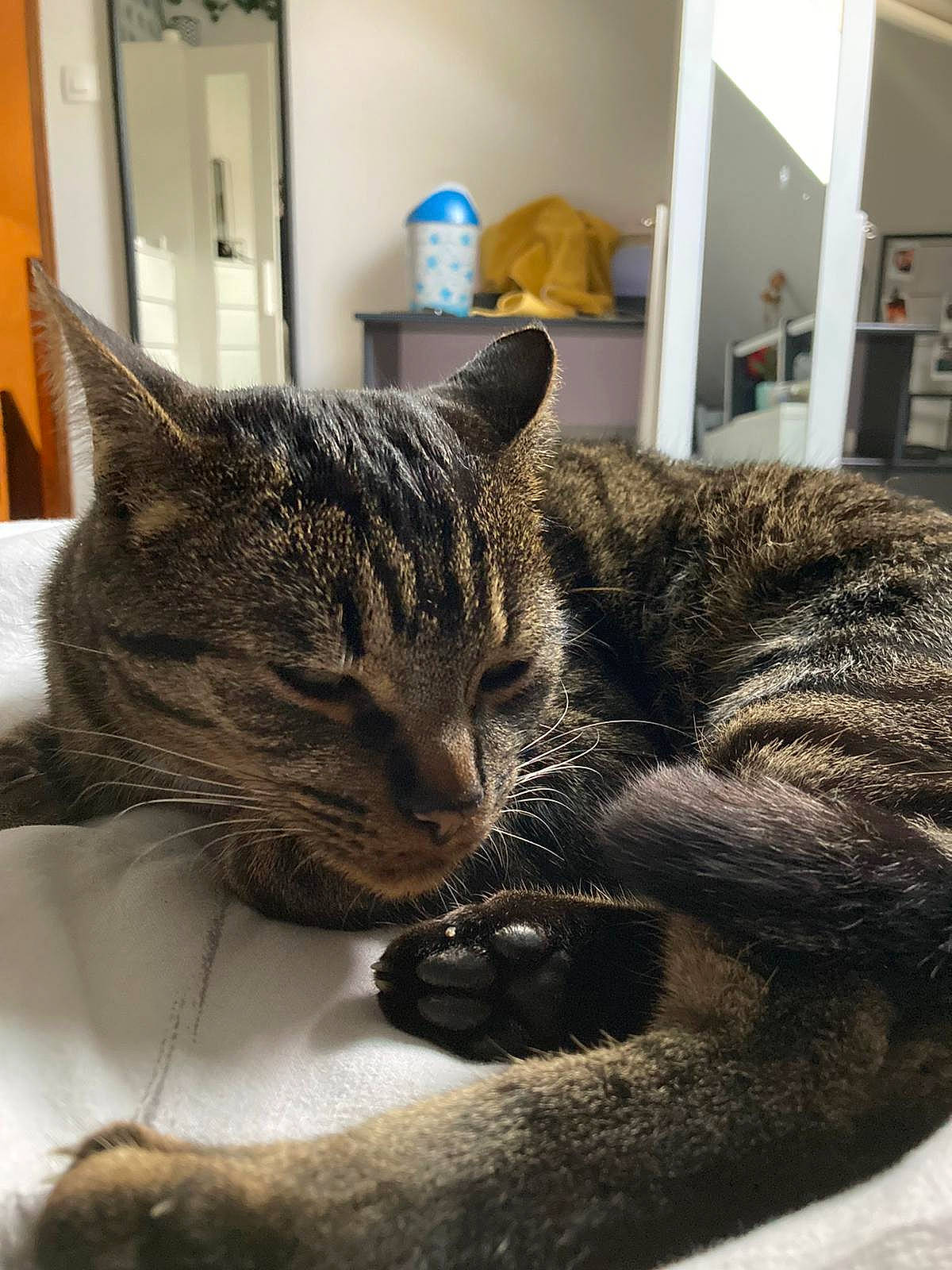Pitch participe au concours pour gagner de l'argent avec cette photo : carnivore, cat, cat_supply, claw, comfort, domestic_short_haired_cat, felidae, fur, grey, nap, paw, room, sitting, small_to_medium_sized_cats, snout, terrestrial_animal, water_bottle, whiskers, wildlife, window