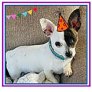 Cooper is registered to the contest to win money with this photo: dog, small_dog, white_dog, black_and_white, party_hat, illustration, couch, blanket, bunting_flags, colorful, pet, animal, indoor, relaxed, collar, framed, celebration, cute, portrait, resting