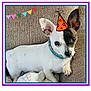 dog, small_dog, white_dog, black_and_white, party_hat, illustration, couch, blanket, bunting_flags, colorful, pet, animal, indoor, relaxed, collar, framed, celebration, cute, portrait, resting