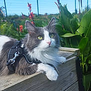 Moon participe au concours pour gagner de l'argent avec cette photo : cat, outdoor, green_eyes, fluffy, harness, leash, wood, plant, flower, nature, fence, sunlight, pet, animal, closeup, resting, summer, garden, whiskers, ears