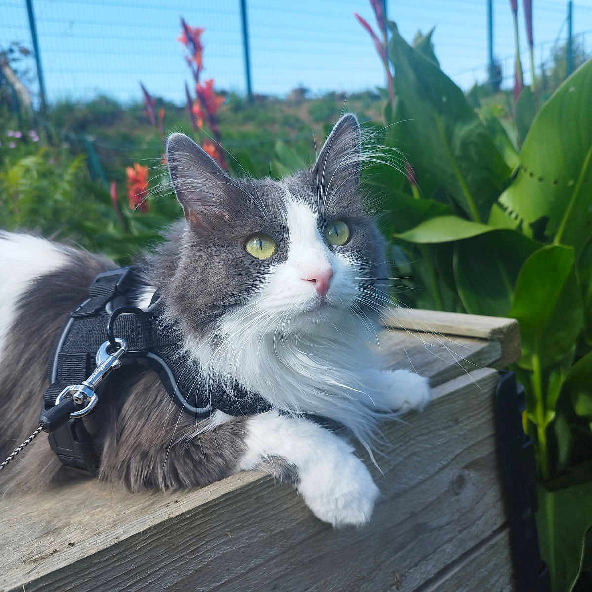 Moon participe au concours pour gagner de l'argent avec cette photo : animal, cat, closeup, ears, fence, flower, fluffy, garden, green_eyes, harness, leash, nature, outdoor, pet, plant, resting, summer, sunlight, whiskers, wood