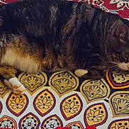 Jax is registered to the contest to win money with this photo: animal, blanket, cat, comfort, cozy, cute, feline, fur, home, indoor, patterned, paw, pet, relaxed, resting, sleeping, soft, striped, tabby, whiskers