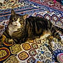 cat, tabby_cat, indoor, rug, patterned_rug, slippers, walking_cane, floor, pet, animal, cozy, resting, paws, striped, white_paws, domestic_cat, feline, household, comfort, closeup