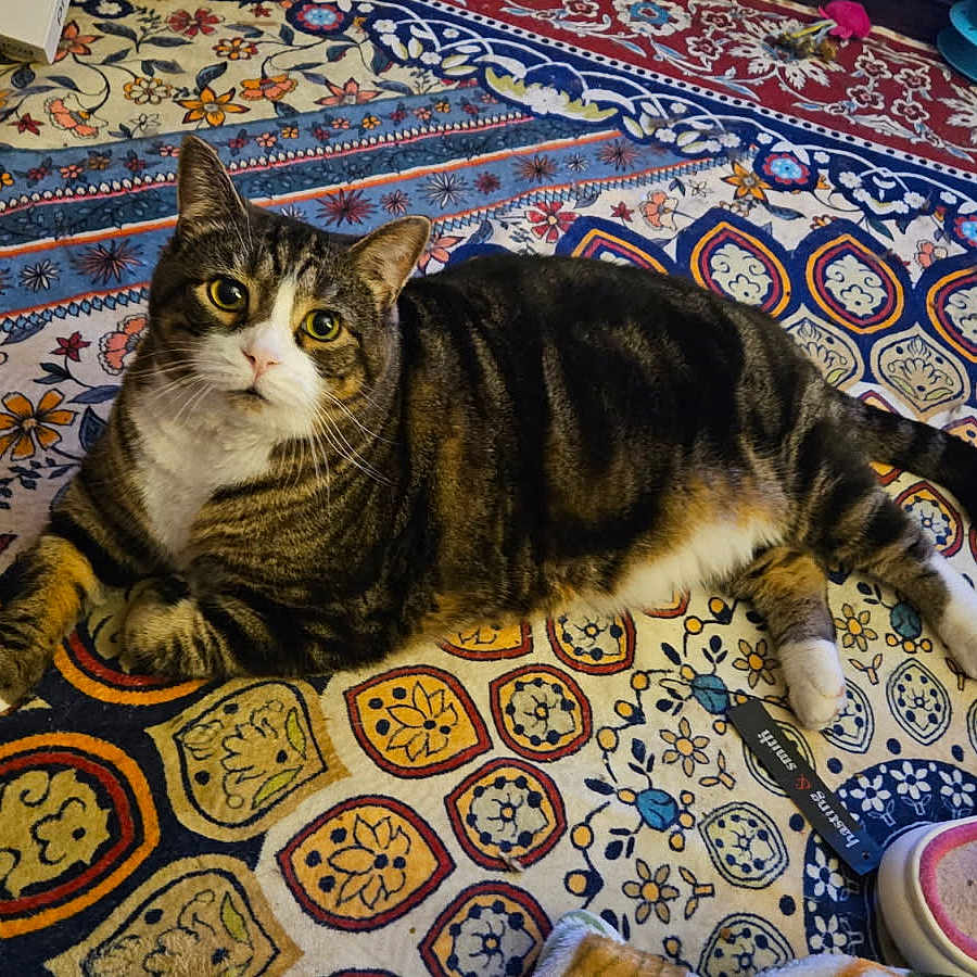 Jax is registered to the contest to win money with this photo: animal, cat, closeup, comfort, cozy, domestic_cat, feline, floor, household, indoor, patterned_rug, paws, pet, resting, rug, slippers, striped, tabby_cat, walking_cane, white_paws