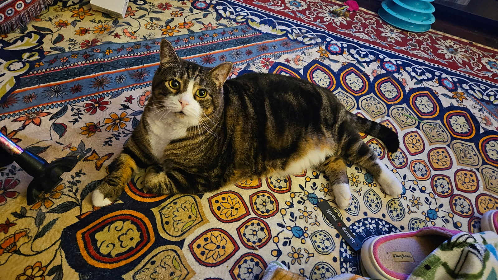 Jax is registered to the contest to win money with this photo: cat, tabby_cat, indoor, rug, patterned_rug, slippers, walking_cane, floor, pet, animal, cozy, resting, paws, striped, white_paws, domestic_cat, feline, household, comfort, closeup
