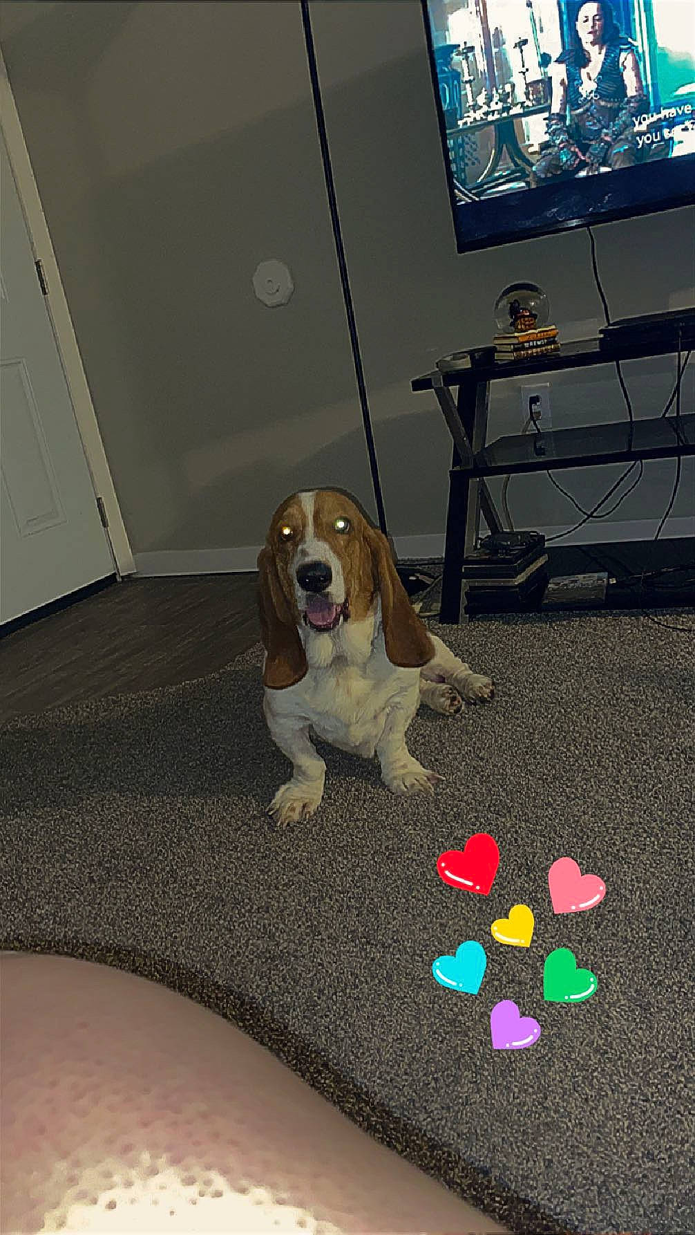 Hank joined the competition — help win amazing prizes! carnivore, carpet, collar, companion_dog, couch, dog, dog_breed, dog_supply, door, fawn, floor, flooring, hardwood, laminate_flooring, paw, picture_frame, tail, television, vehicle_door, wood