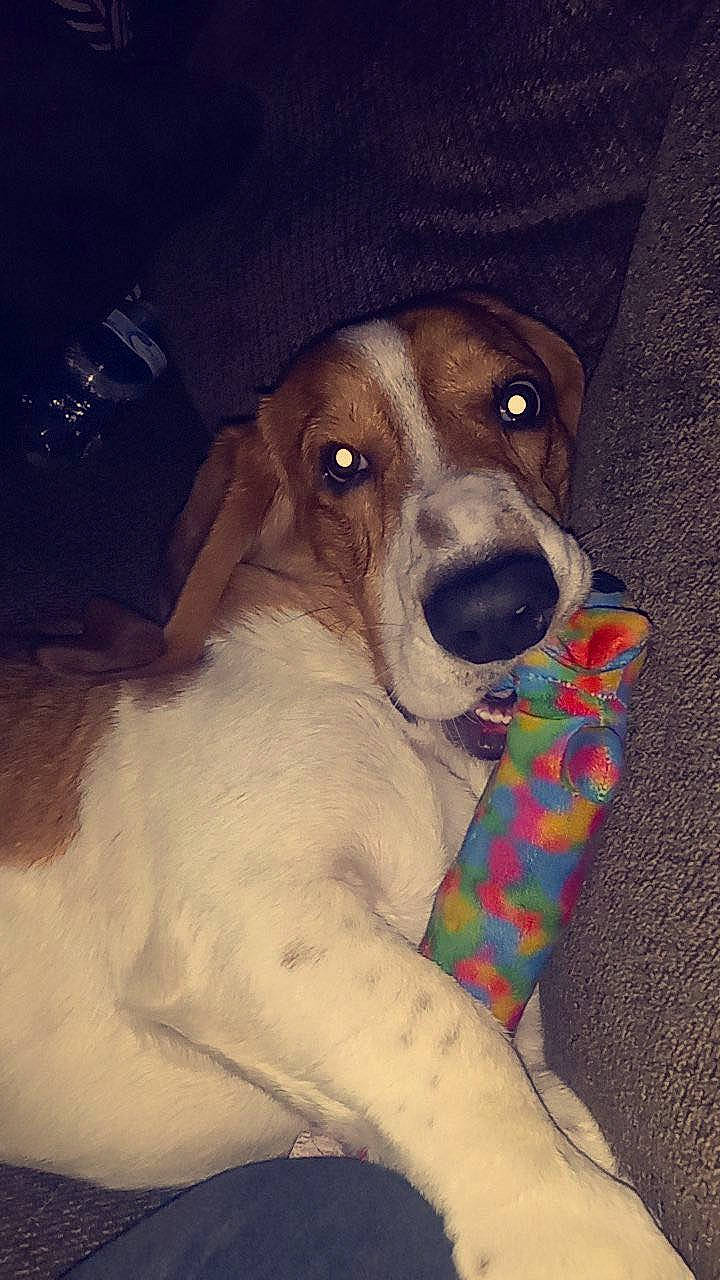 Hank joined the competition — help win amazing prizes! art, canidae, carnivore, companion_dog, dog, dog_breed, dog_supply, fawn, fur, non_sporting_group, pattern, puppy, sleeve, sporting_group, whiskers, working_animal