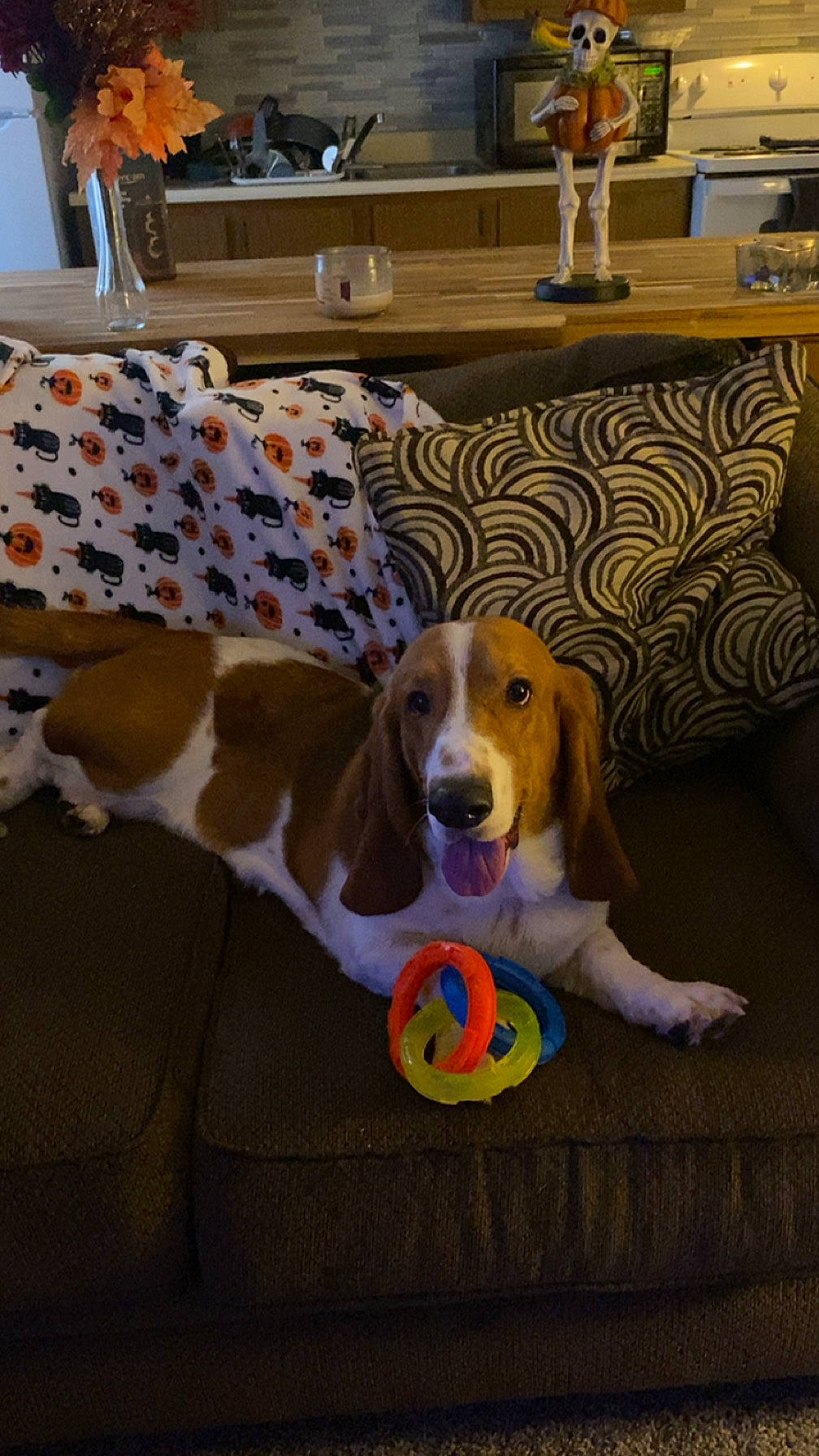 Hank is registered to the contest to win money with this photo: cabinetry, canidae, carnivore, chair, comfort, companion_dog, couch, dog, dog_breed, flooring, hardwood, hound, living_room, room, scent_hound, shelf, sporting_group, table, wood, working_animal