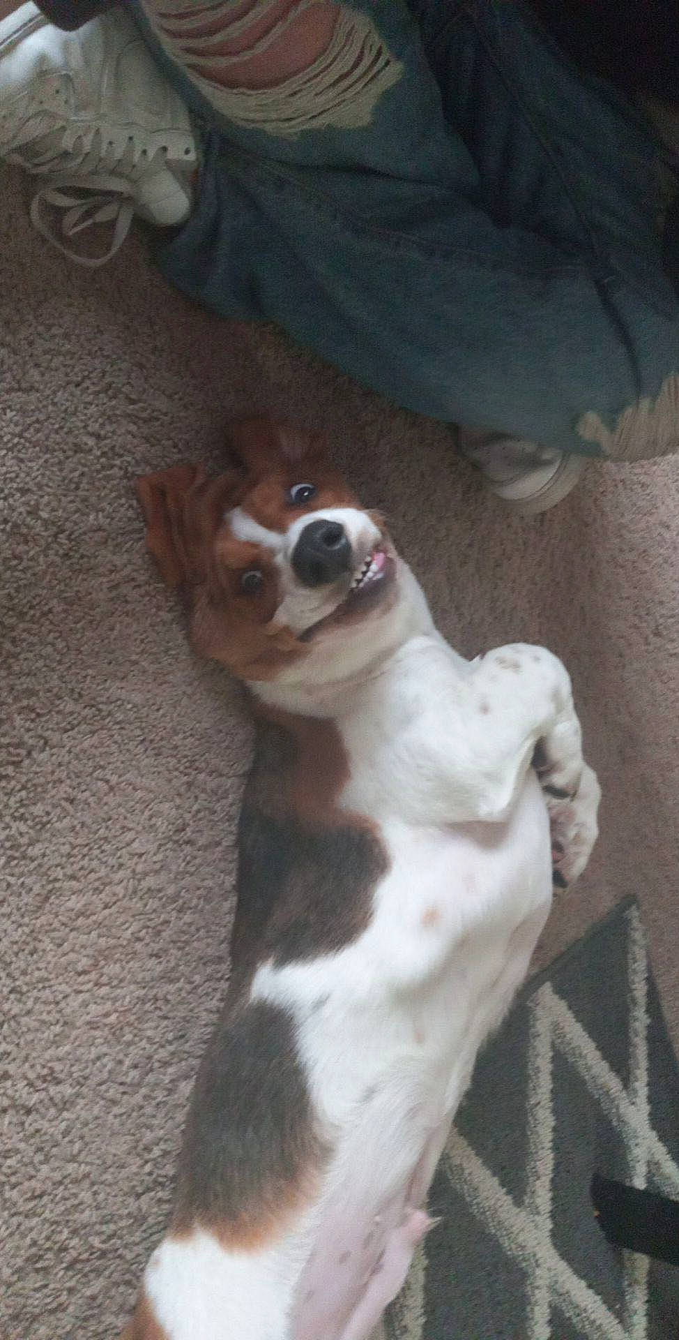 Hank is registered to the contest to win money with this photo: canidae, carnivore, companion_dog, dog, dog_breed, fawn, felidae, fur, non_sporting_group, paw, pet_supply, sporting_group, tail, terrestrial_animal, whiskers, wood, working_animal